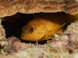 Image result for Cephalopholis fulva