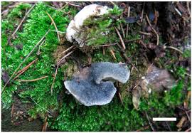 Attēlu rezultāti vaicājumam “Postia rennyi”