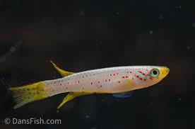 Image result for Aphyosemion