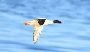 Attēlu rezultāti vaicājumam “Mergus merganser male”