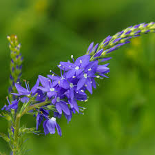 Attēlu rezultāti vaicājumam “Veronica austriaca subsp. teucrium”