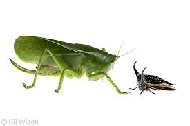 Attēlu rezultāti vaicājumam “Phronia sp. larva”