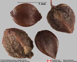 Attēlu rezultāti vaicājumam “Rumex acetosa fruit”