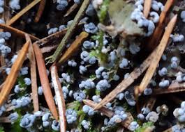 Attēlu rezultāti vaicājumam “Physarum pseudoalexandrowiczii”