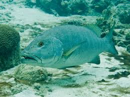 Image result for Lutjanus cyanopterus