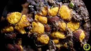 Attēlu rezultāti vaicājumam “Perichaena depressa”