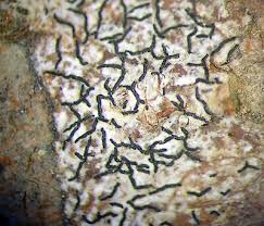 Attēlu rezultāti vaicājumam “Opegrapha atra”