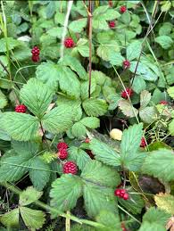 Attēlu rezultāti vaicājumam “Rubus arcticus”