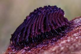 Attēlu rezultāti vaicājumam “Stemonitis lignicola macro”