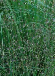 Attēlu rezultāti vaicājumam “Briza media”