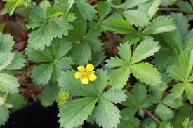 Attēlu rezultāti vaicājumam “Potentilla erecta fruit”