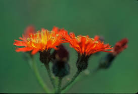 Attēlu rezultāti vaicājumam “Pilosella aurantiaca flower”