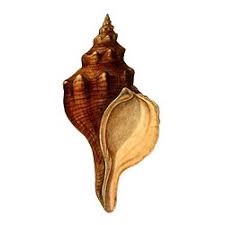 Image result for Triplofusus giganteus