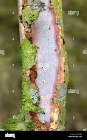 Attēlu rezultāti vaicājumam “Vuilleminia comedens”