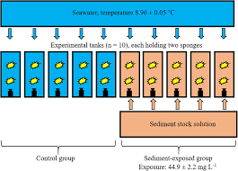 Image result for Vazella pourtalesii