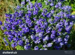 Attēlu rezultāti vaicājumam “Veronica austriaca subsp. teucrium”
