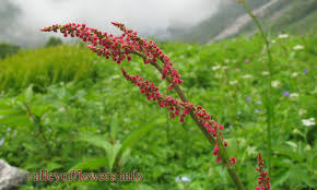 Attēlu rezultāti vaicājumam “Rumex acetosa flower”
