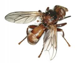 Attēlu rezultāti vaicājumam “Sicus ferrugineus”