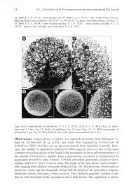 Attēlu rezultāti vaicājumam “Lamproderma ovoideum spores”