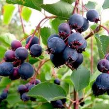 Attēlu rezultāti vaicājumam “Amelanchier spicata fruit”