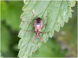 Attēlu rezultāti vaicājumam “Himacerus apterus”