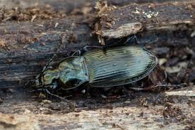 Attēlu rezultāti vaicājumam “Pterostichus oblongopunctatus”