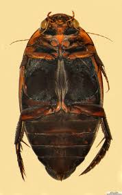 Attēlu rezultāti vaicājumam “Hydaticus transversalis”