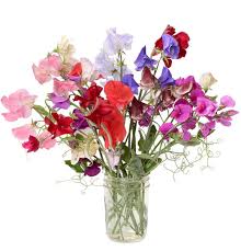 Image result for Lathyrus odoratus