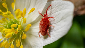 Attēlu rezultāti vaicājumam “Trombidiidae”