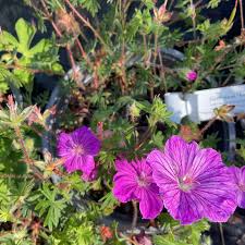 Attēlu rezultāti vaicājumam “Geranium palustre fruit”