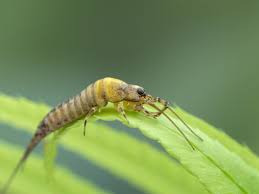 Attēlu rezultāti vaicājumam “Machilidae”