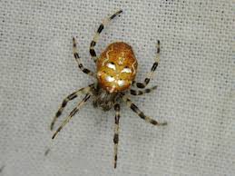 Attēlu rezultāti vaicājumam “Araneus quadratus male”