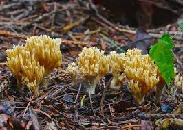 Attēlu rezultāti vaicājumam “Lentaria”