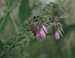Attēlu rezultāti vaicājumam “Symphytum officinale flower”