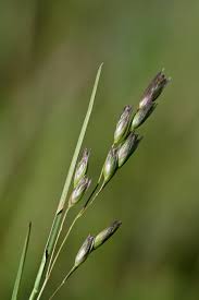Attēlu rezultāti vaicājumam “Danthonia decumbens bud”