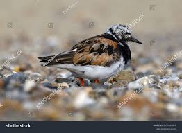 Attēlu rezultāti vaicājumam “Arenaria interpres adult”