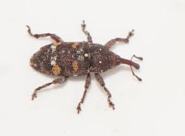 Attēlu rezultāti vaicājumam “Pissodes castaneus”