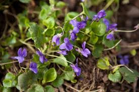 Image result for Viola odorata