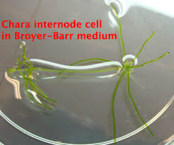 Attēlu rezultāti vaicājumam “Chara intermedia male”