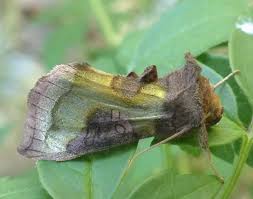 Attēlu rezultāti vaicājumam “Diachrysia tutti”