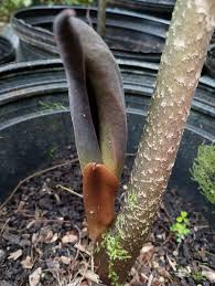 Attēlu rezultāti vaicājumam “Badhamiopsis macrospora spores”