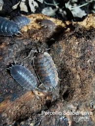 Attēlu rezultāti vaicājumam “Porcellio scaber”