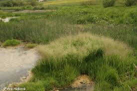 Image result for rosa aquatica