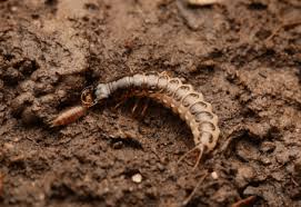Attēlu rezultāti vaicājumam “Anthrenus sp. larva”