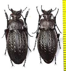 Attēlu rezultāti vaicājumam “Carabus cancellatus”