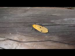 Attēlu rezultāti vaicājumam “Lithosia quadra female”