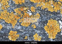 Attēlu rezultāti vaicājumam “Caloplaca scopularis”