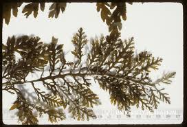 Attēlu rezultāti vaicājumam “Sclerophora farinacea”