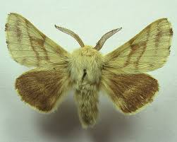 Attēlu rezultāti vaicājumam “Malacosoma castrensis”