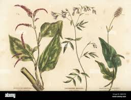 Attēlu rezultāti vaicājumam “Bistorta major fruit”